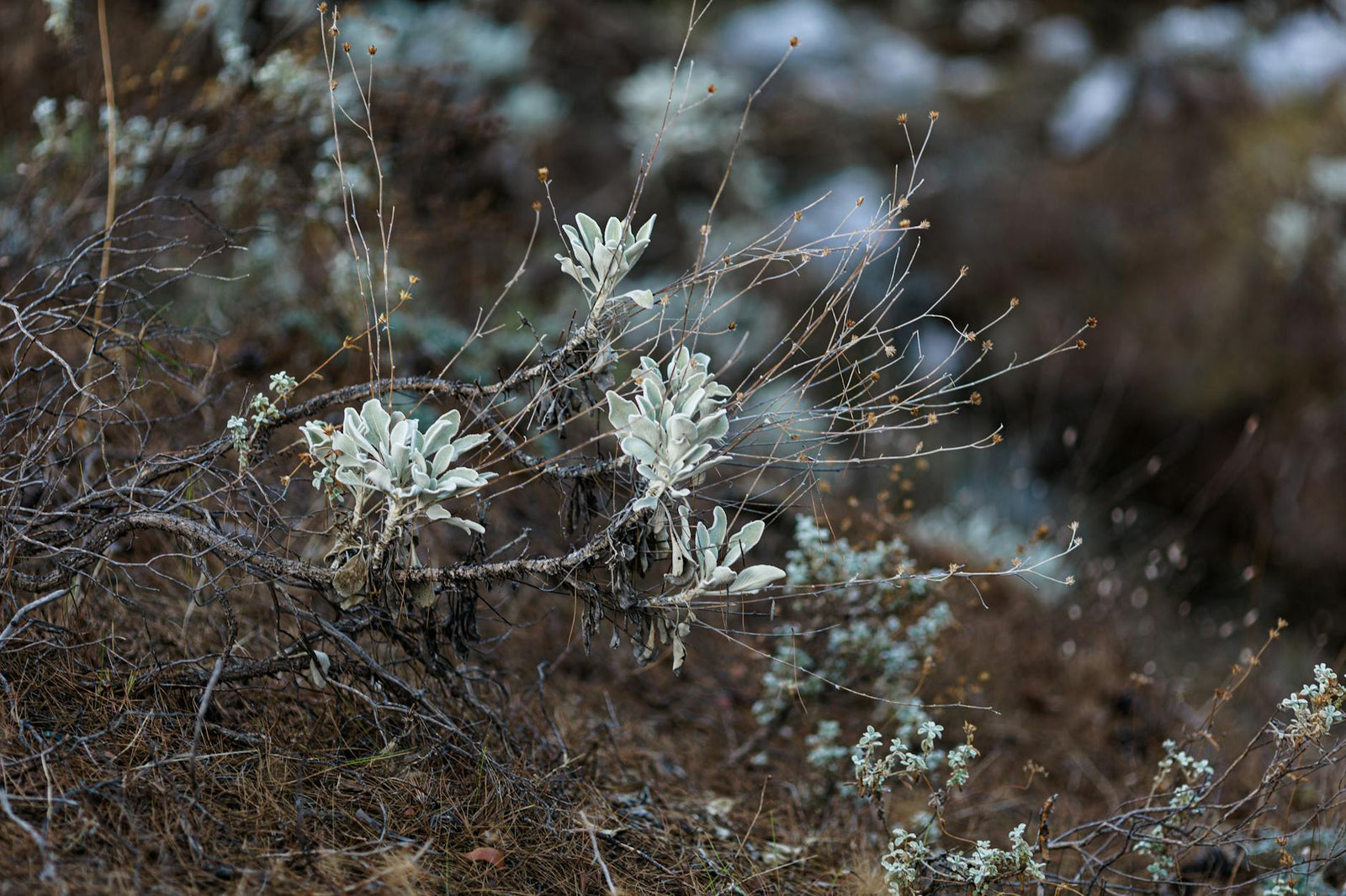 Absinthe plante magique vertus spirituelles | Source Sacrée