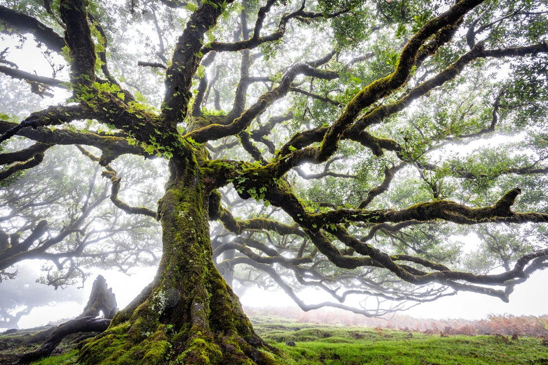 Arbre de vie signification et symbolique | Source Sacree