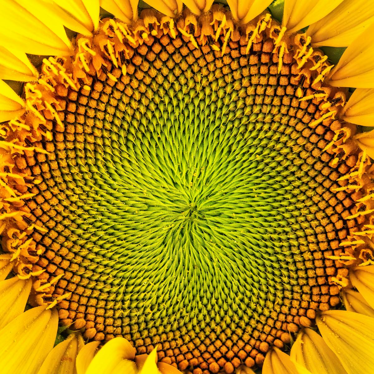 Nombre d'or et suite de Fibonacci | Source Sacree