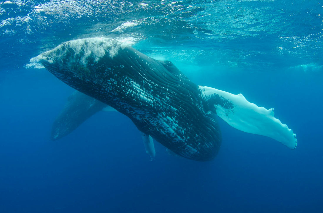 Rêver de baleine signification et sagesse profonde | Source Sacrée