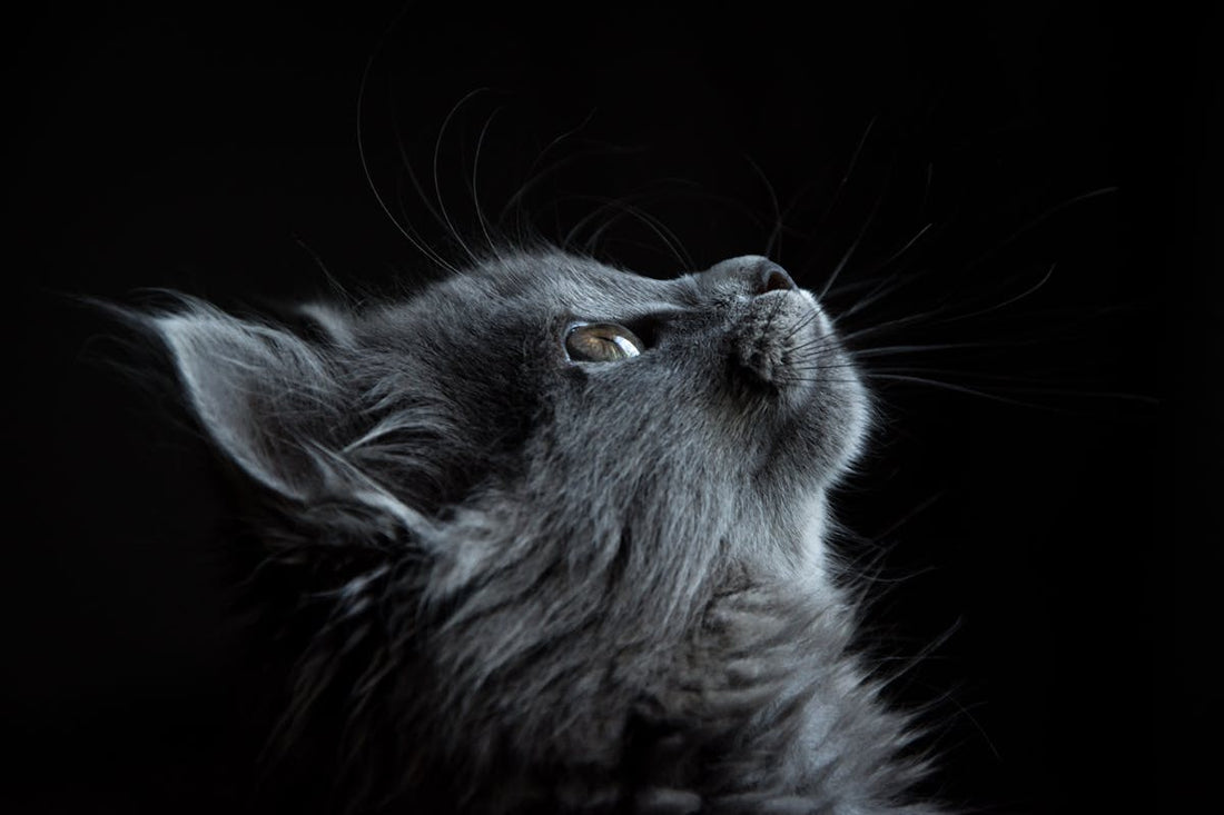 Rever de chat signification interpretation complete | Source Sacree