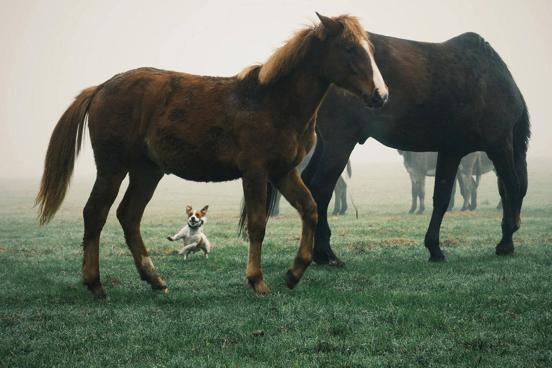 Rêver de cheval signification et interprétation complète | Source Sacrée