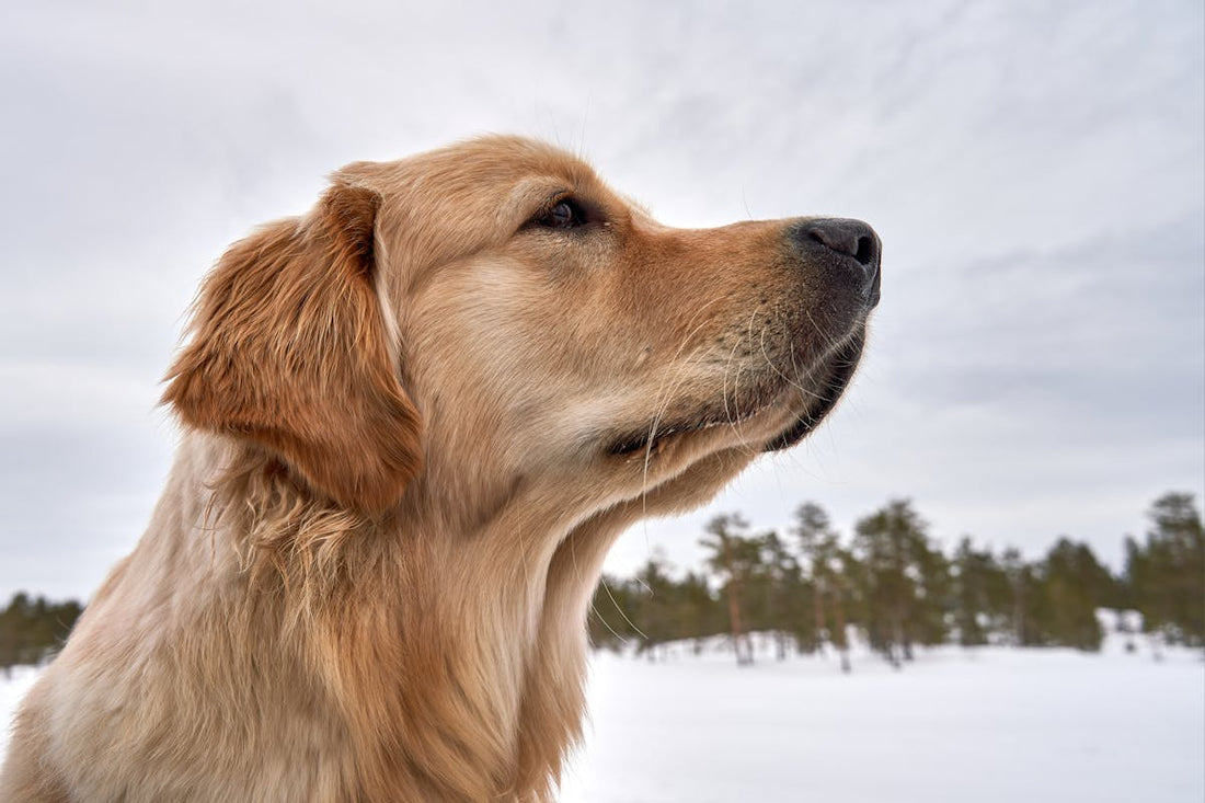 Rever de chien signification interpretation spirituelle | Source Sacree