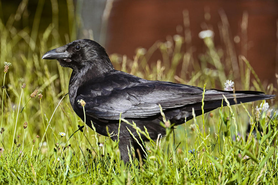 Rêver de corbeau signification et transformation spirituelle | Source Sacrée