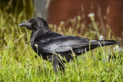 Rêver de corbeau signification et transformation spirituelle | Source Sacrée