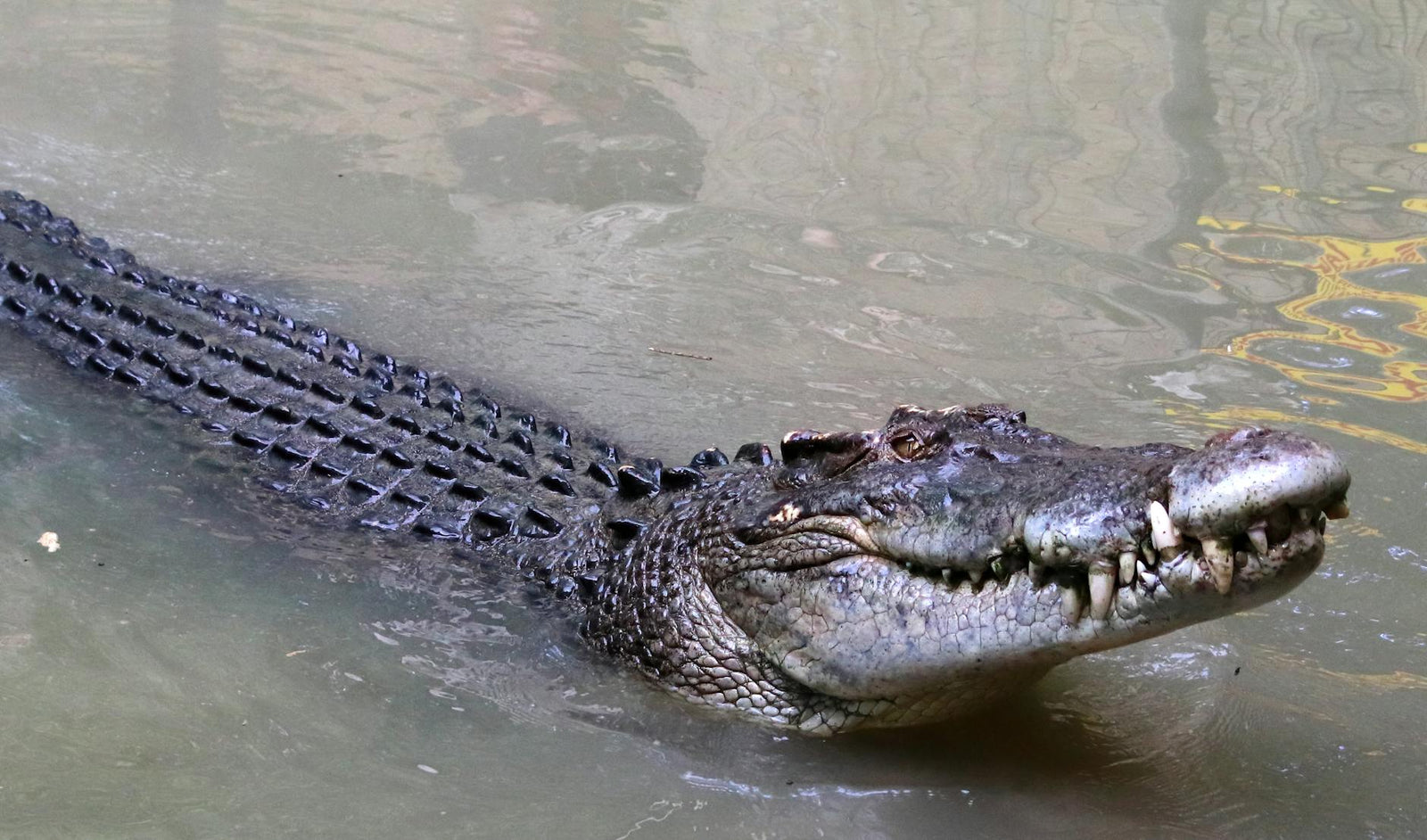 Rêver de crocodile signification et interprétation complète | Source Sacrée