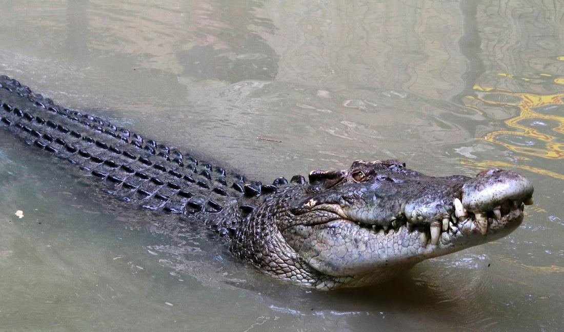 Rêver de crocodile signification et interprétation complète | Source Sacrée