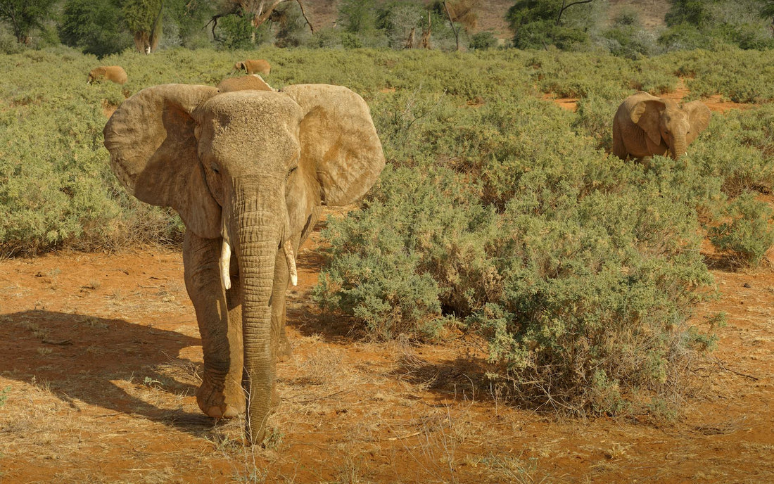 Rêver d'éléphant signification et sagesse ancestrale | Source Sacrée