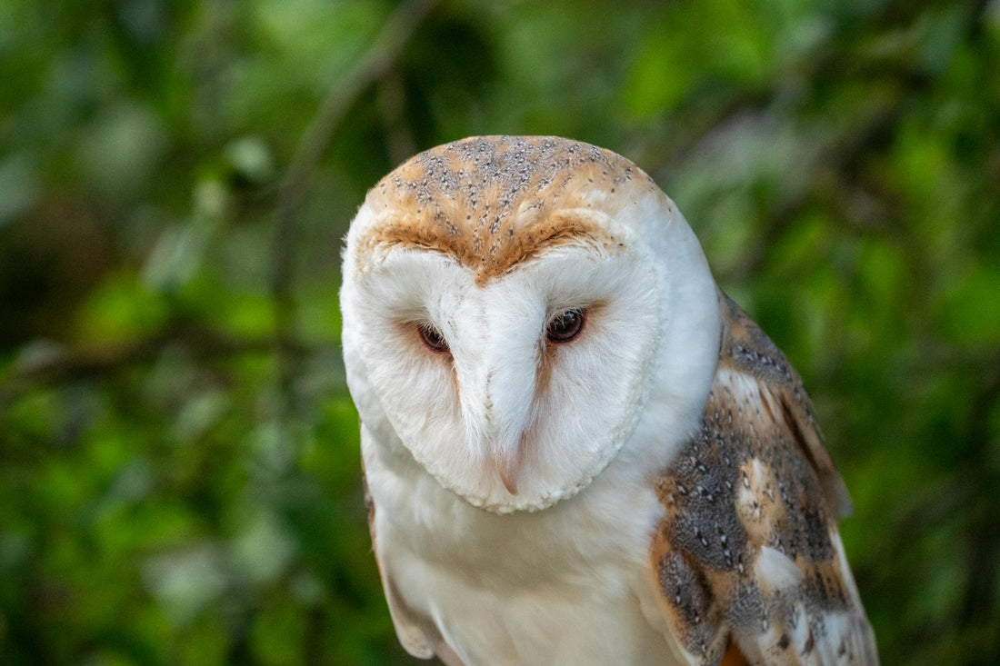 Rêver de hibou ou chouette signification spirituelle | Source Sacrée