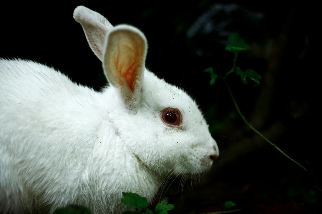 Rêver de lapin signification et interprétation | Source Sacrée