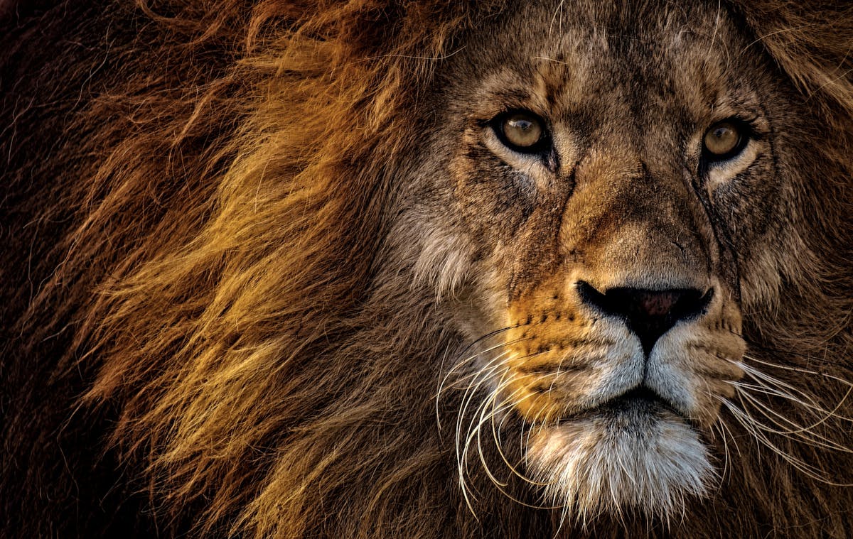 Lion majestueux portrait - rever de lion | Source Sacree