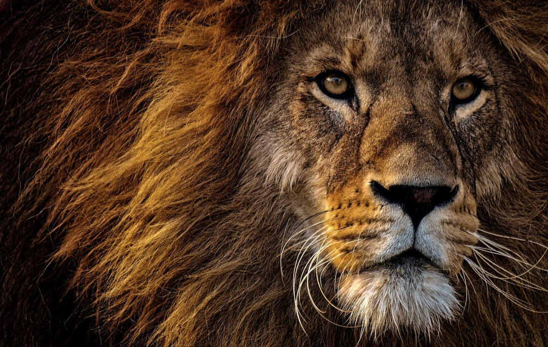 Lion majestueux portrait - rever de lion | Source Sacree