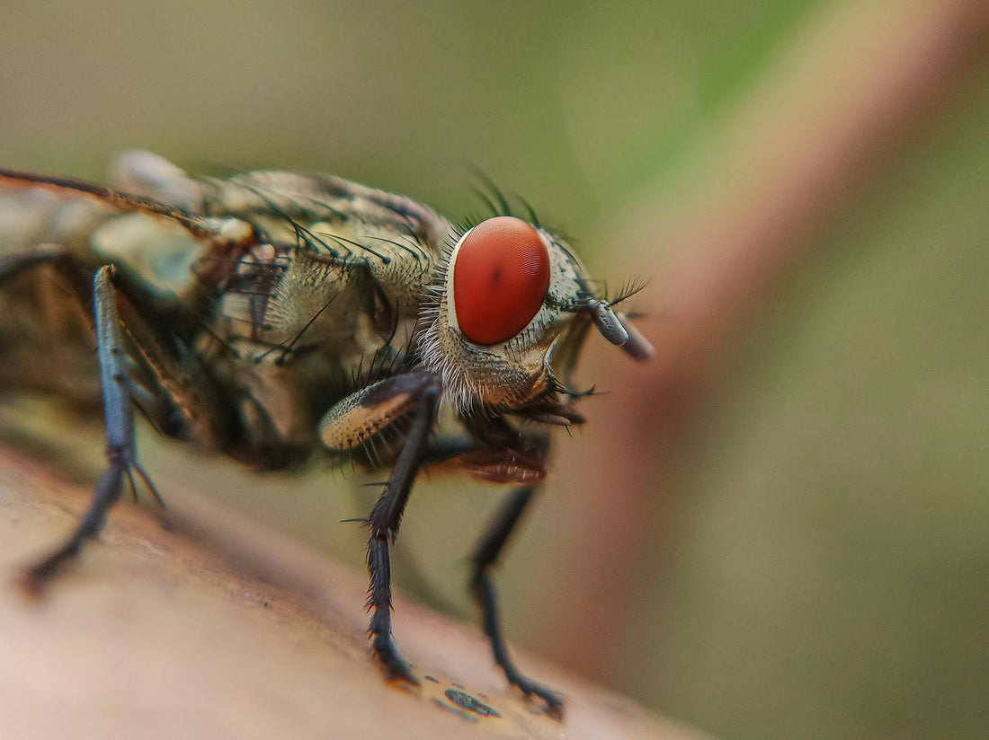 Rêver de mouche signification et nuisance | Source Sacrée