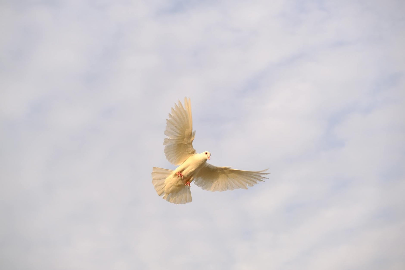 Rêver d'oiseau signification et interprétation complète | Source Sacrée