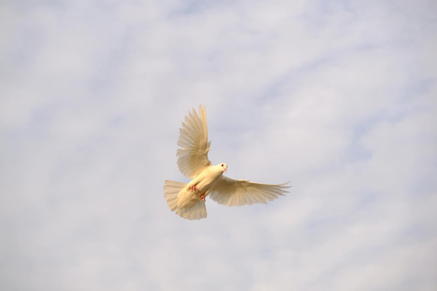 Rêver d'oiseau signification et interprétation complète | Source Sacrée