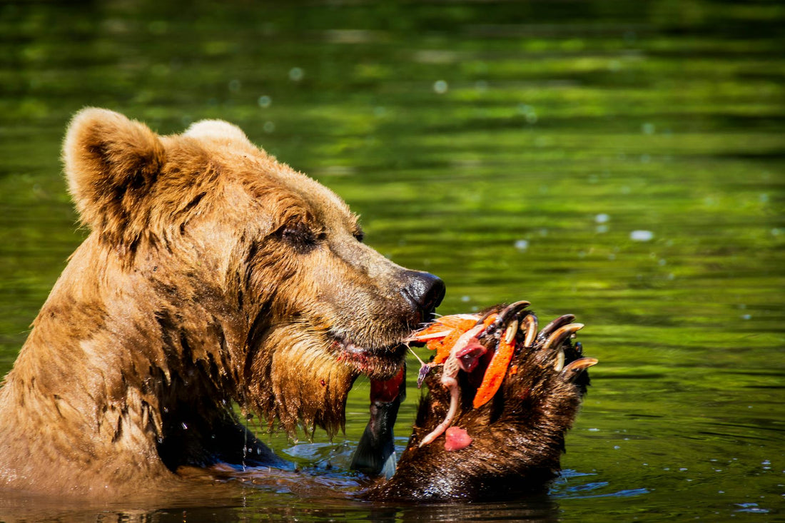 Rêver d'ours signification et interprétation complète | Source Sacrée