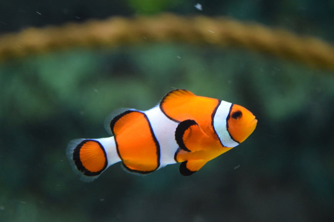 Poisson clown dans aquarium - rever de poisson | Source Sacree