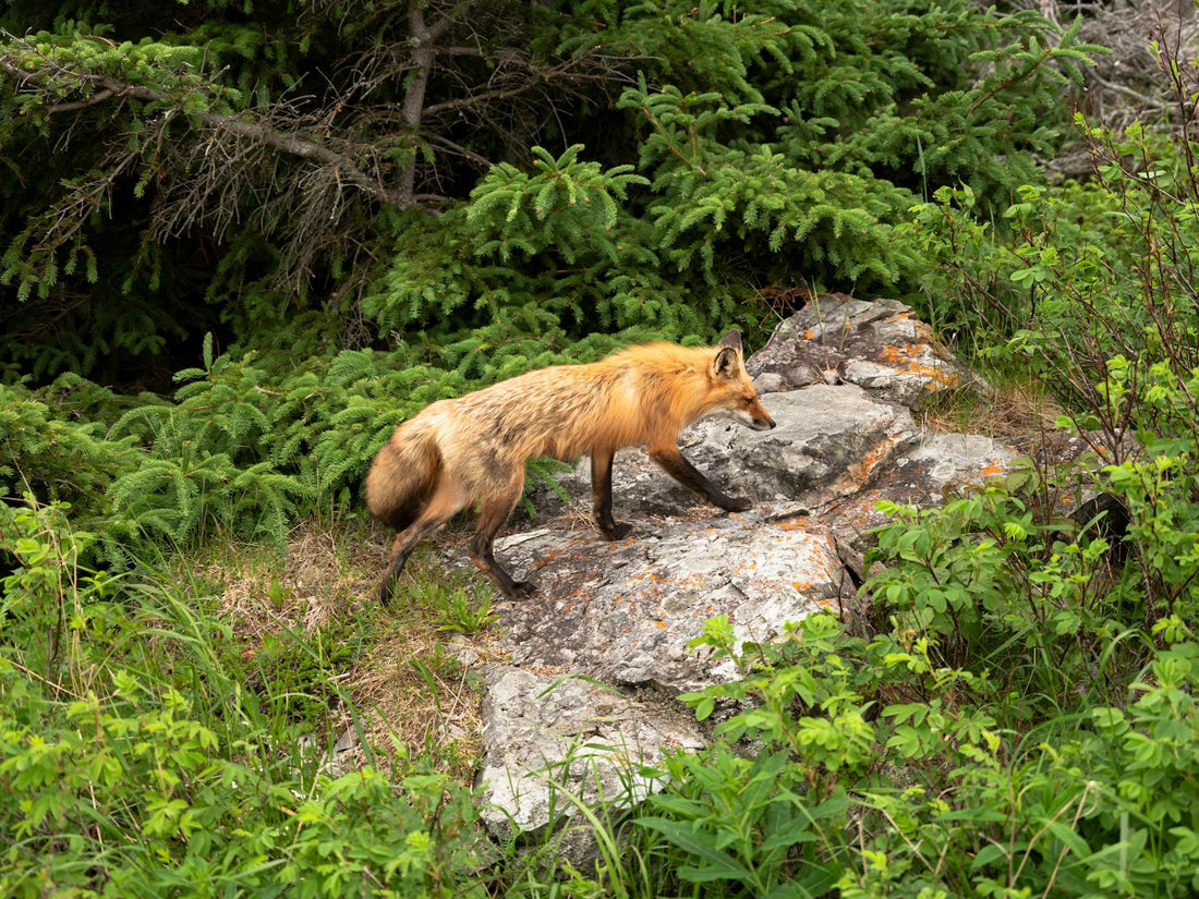 Rêver de renard signification et intelligence subtile | Source Sacrée