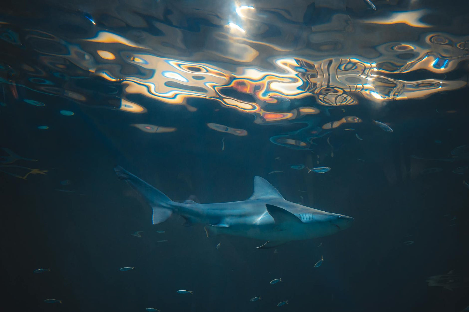 Rêver de requin signification et protection énergétique | Source Sacrée