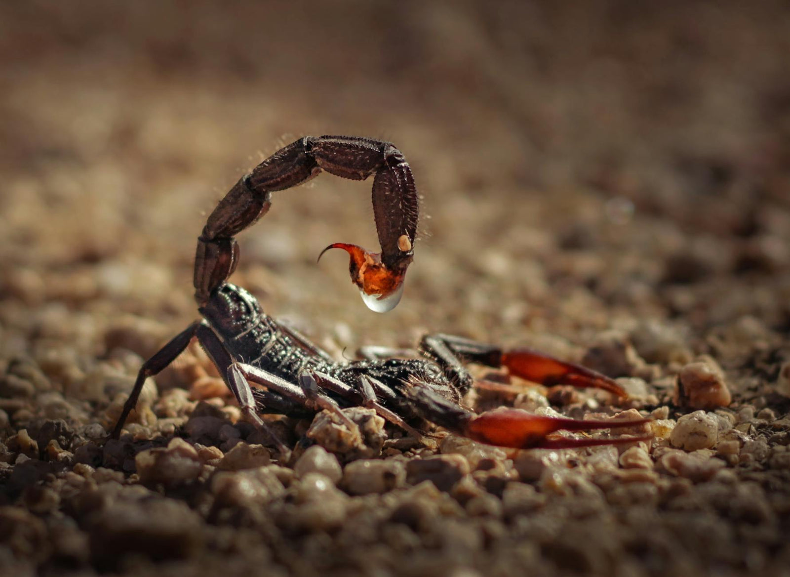 Rêver de scorpion signification et protection énergétique | Source Sacrée
