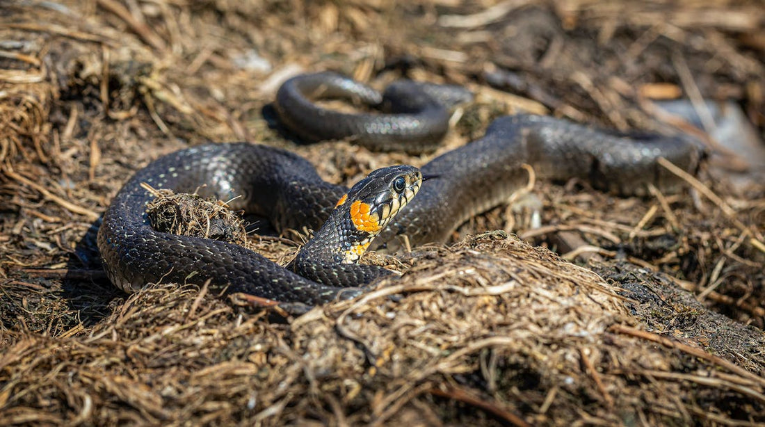 Rever de serpent signification interpretation | Source Sacree