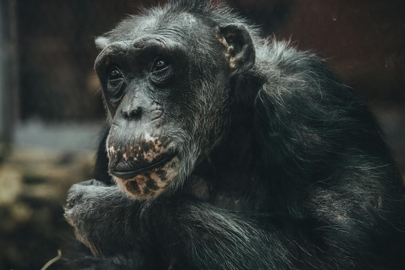 Rêver de singe signification et interprétation mentale | Source Sacrée