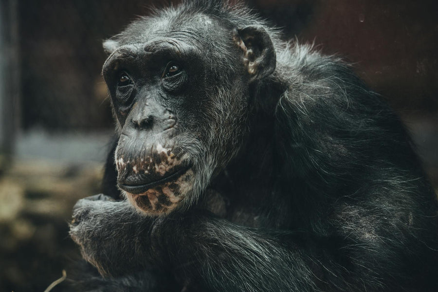 Rêver de singe signification et interprétation mentale | Source Sacrée