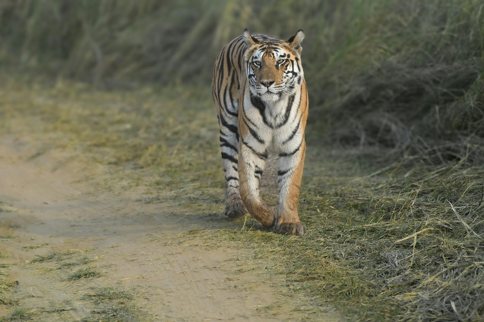 Rêver de tigre signification et interprétation | Source Sacrée