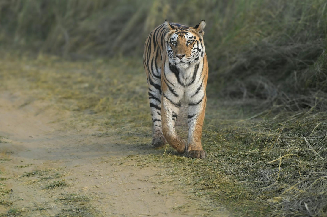 Rêver de tigre signification et interprétation | Source Sacrée