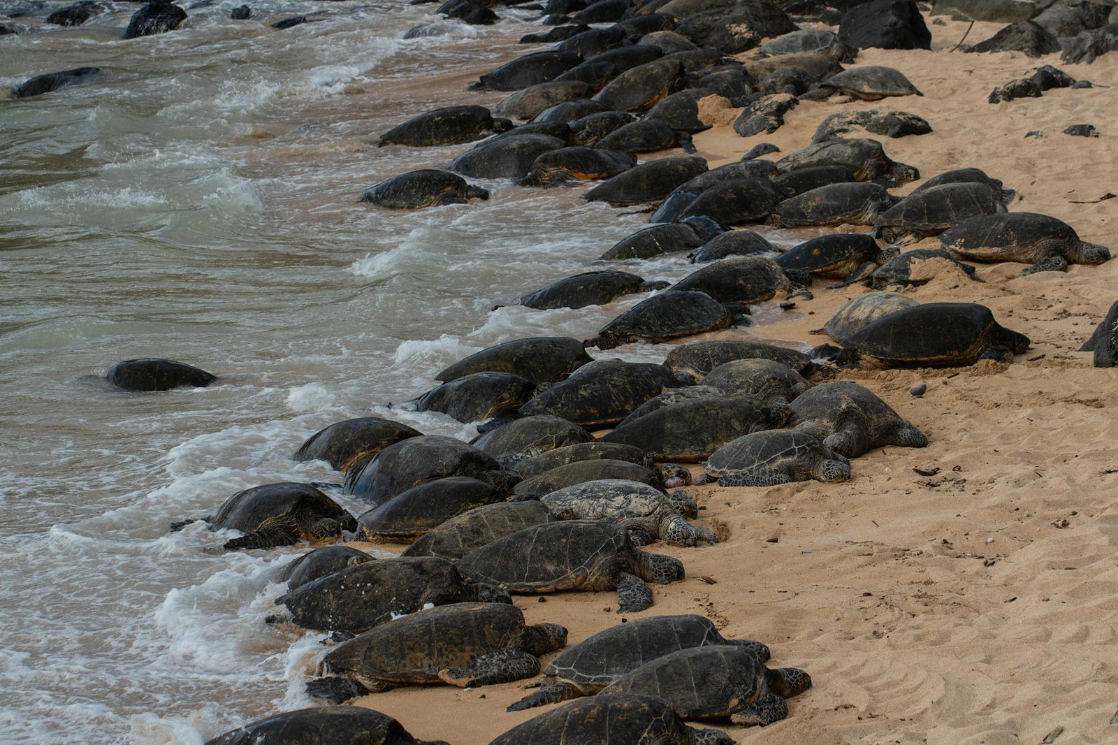 Rêver de tortue signification et interprétation complète | Source Sacrée