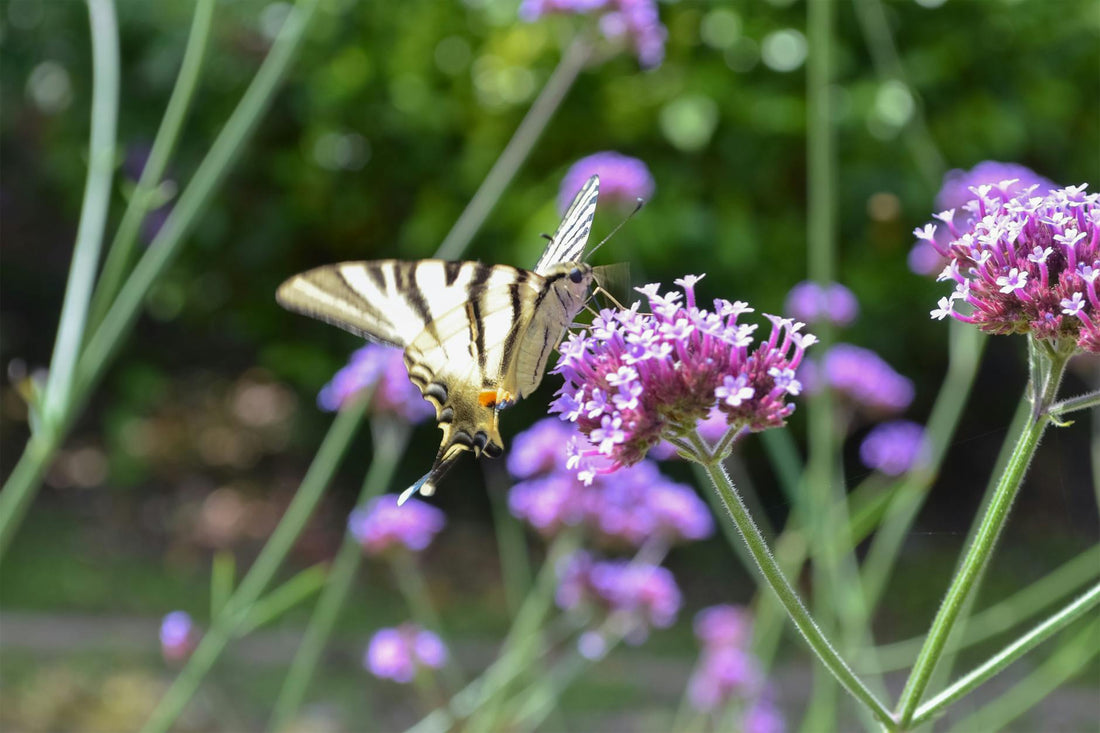 Verveine plante sacrée amour protection | Source Sacrée